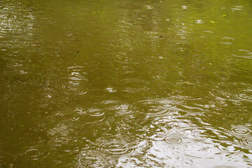 梅雨の雨が水面に波紋を作る21