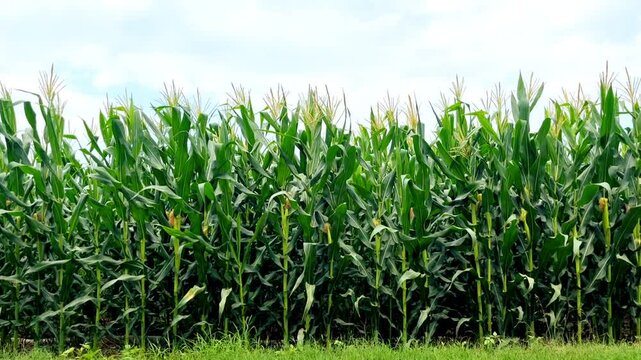 Dense row of tall, healthy green corn plants (maize) growing in a field under a partly cloudy sky. Agricultural abundance, summer farming scene.