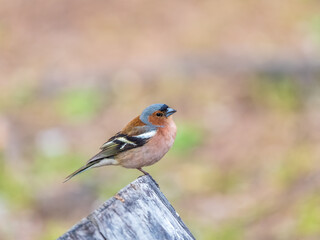 Common chaffinch, Fringilla coelebs, sits on a tree. Common chaffinch in wildlife.