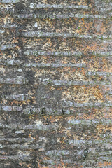 Beautiful close-up of the bark of betula maximowicziana