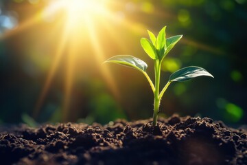 Seedling cutting through soil with dramatic sunlight, natureâ€™s rebirth, soft flare effects