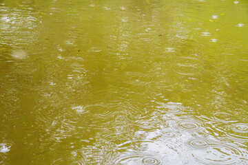 梅雨の雨が水面に波紋を作る23