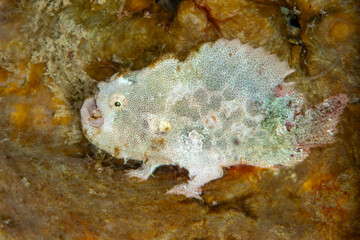 Camouflaged Frogfish Resting on Reef in Indonesia