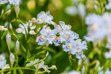 シャガの花が咲き誇る春の庭