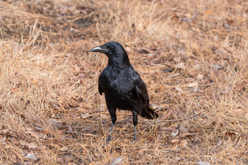 落ち葉の中に佇むハシブトガラス