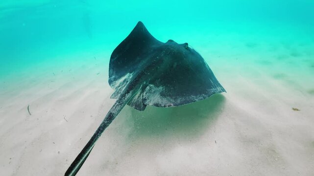 Experience the thrill of swimming with friendly stingrays in the stunning turquoise waters of the Cayman Islands, surrounded by vibrant marine life for an unforgettable day of joy and memories