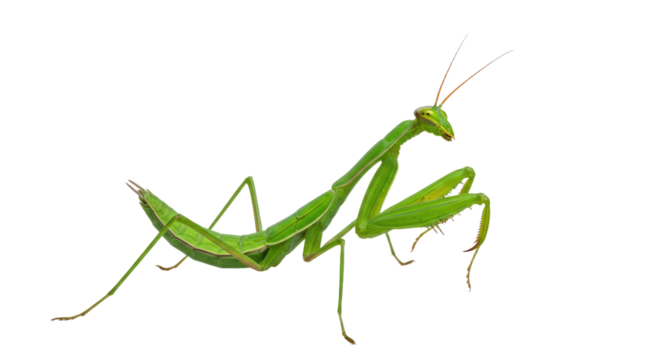 Green Praying Mantis Isolated Portrait.
