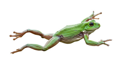 Fototapeta premium Green Tree Frog Isolated on White.