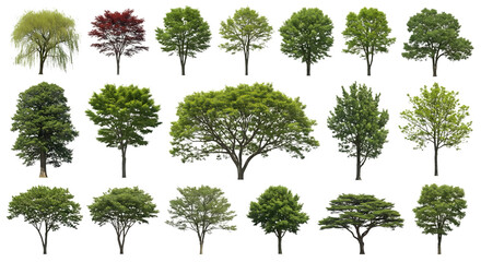 Collection of diverse deciduous trees with lush green foliage isolated on transparent background