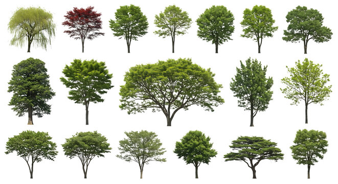 Collection of diverse deciduous trees with lush green foliage isolated on transparent background