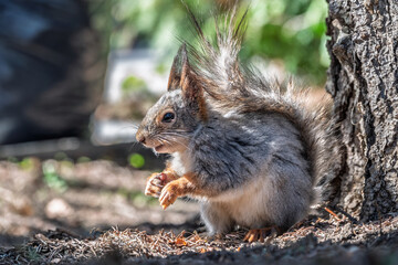 Squirrel in autumn or spring with nut on the green grass with fallen yellow leaves