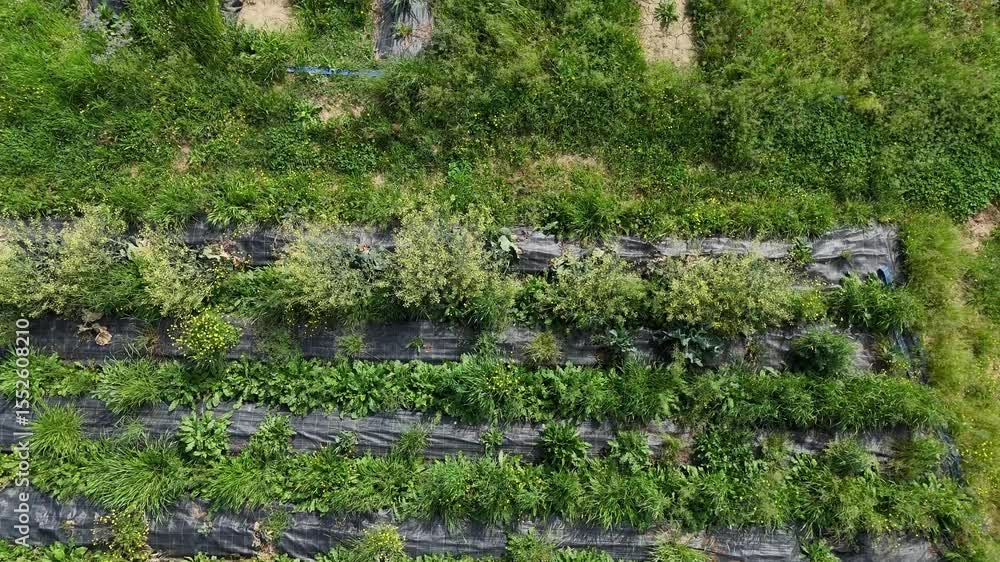 Aufkleber drone tilting up camera shows parallel rows of black mulch sheeting and diverse crops on a sloping f