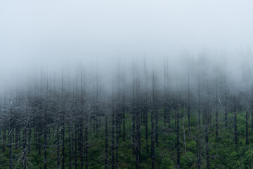 Foggy forest trees on a mountain giving an ethereal dramatic mood with copy space