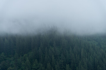Foggy forest trees in the Pacific Northwest