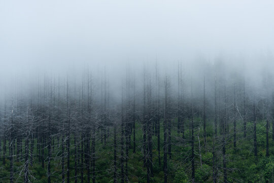 Foggy forest trees on a mountain giving an ethereal dramatic mood with copy space