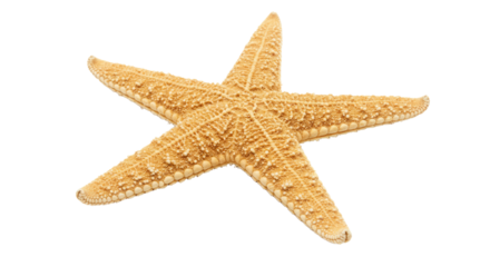 Isolated Starfish on White Background.