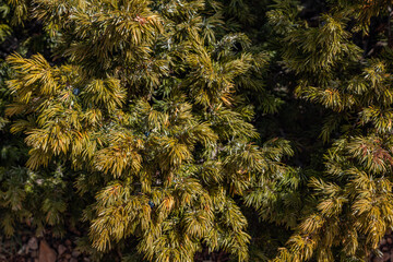 Juniperus communis, the common juniper, is a species of small tree or shrub in the cypress family...