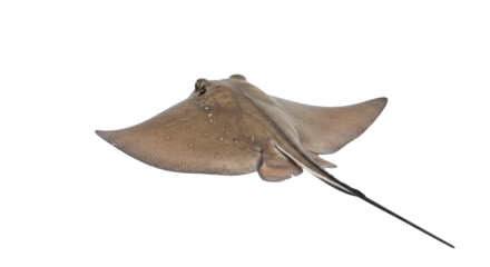 Isolated Stingray Swimming on White Background.