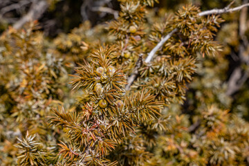 Juniperus communis, the common juniper, is a species of small tree or shrub in the cypress family...