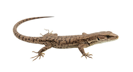 Naklejka premium Lizard on White Background Isolated.