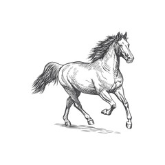 A sketch art of a horse running, showing the initial outline.	