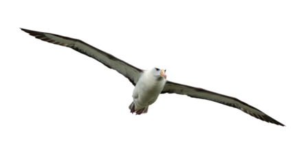 Majestic Albatross in Flight Against White.