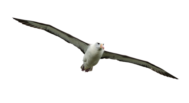 Majestic Albatross in Flight Against White.