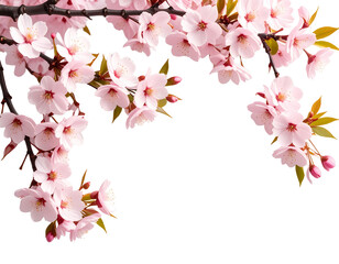 Fototapeta premium Cherry Blossom Branch with Pink Flowers – Spring PNG Transparent Background