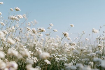 A vast field of delicate white wildflowers sways gently under a clear, pale blue sky.  Soft light bathes the scene, creating a tranquil and peaceful atmosphere