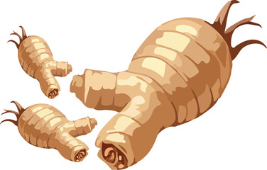 Fresh ginger root vector illustration. Set of raw whole ginger rhizome, a natural spice and food ingredient. Isolated on white background.