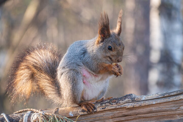 The squirrel with nut sits on a branches in the spring or summer.