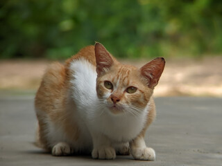 An orange and white cat sits attentively on concrete, with alert eyes and a blurred green background.