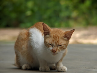 A sleepy orange and white cat sits peacefully with eyes closed, enjoying a quiet moment outdoors.