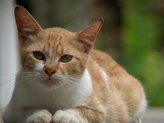 A close-up of an orange and white cat with intense eyes, relaxing outdoors with a soft green background.