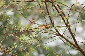 Ashy Prinia
