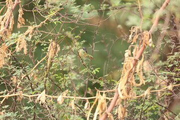 Black bird on tree