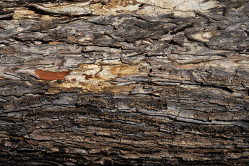 bark of a tree texture background