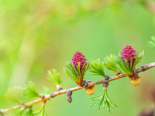 Larch tree fresh pink cones blossom at spring on nature background
