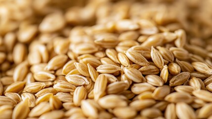 Obraz premium Close up view of many grains of golden barley