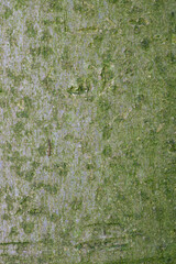 Beautiful close-up of the bark of magnolia tripetala