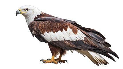 Fototapeta premium Majestic eagle profile, brown and white plumage