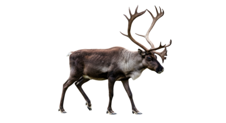 Majestic Reindeer Isolated on White Background.