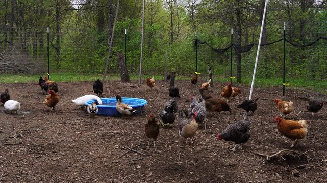 Organic hens and ducks strolling inside fenced area near woods as animals being freer range organically raised in small back yard farm