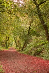 Naklejka premium Peaceful autumn scene in forest