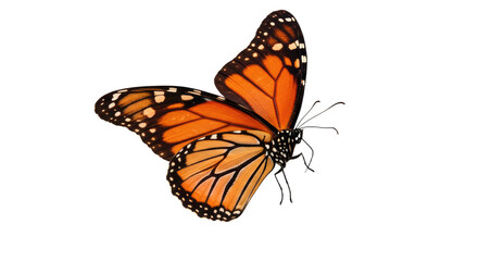 Monarch Butterfly Isolated on White Background.