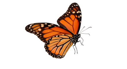 Monarch Butterfly Isolated on White Background.