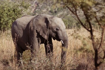 Side view of an elephant in the savanna © vectorfusionart