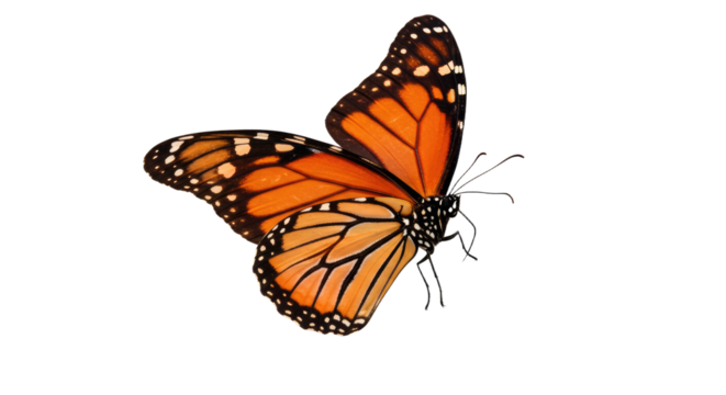 Monarch Butterfly Isolated on White Background.