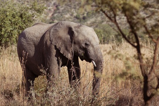 Fototapeta Side view of an elephant in the savanna