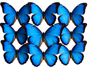 Cluster of Blue Butterflies Resting Together Top View isolated on transparent background PNG